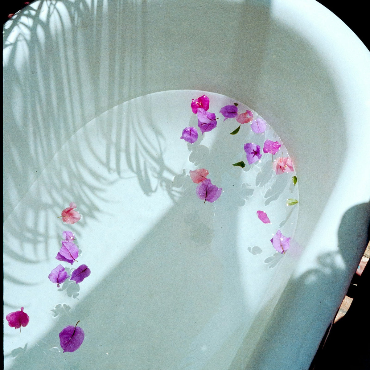 Pink and purple petals floating in a white bath in dappled sunlight